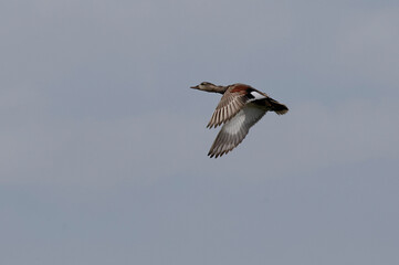 Male Gadwall (Mareca strepera) flying in Danube Delta