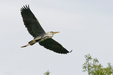 Grey Heron (Ardea cinerea) in Danube Delta