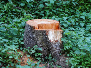 木の切り株