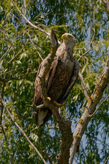 White-tailed Eagle (Haliaeetus albicilla) in Danube Delta