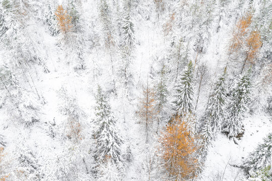 First snow forest view 