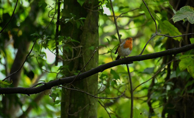 Robin Redbreast in a forest