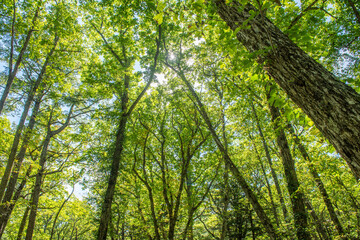 奥日光　遊歩道の森林
