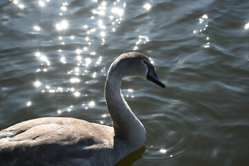Cygnet on water with sun reflecting