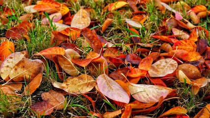 autumn leaves on the grass