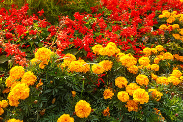 Yellow flowers of calendula officinalis on in the garden among other plants.