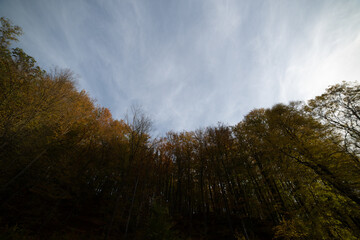 Obraz premium Blue sky over the trees in the forest