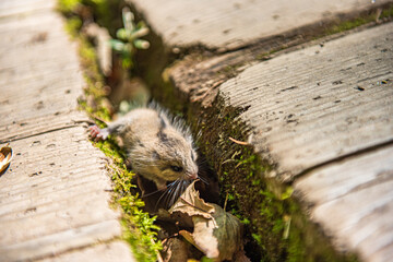 奥日光戦場ヶ原　木道の隙間に隠れるヤマネ