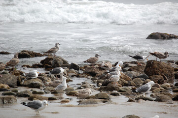 Seagulls Sitting on rock on the California Coast