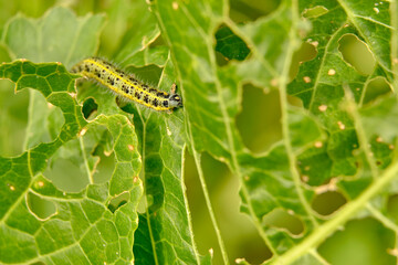 The voracious yellow-green shaggy with black dots of the caterpillar destroys fresh foliage. Pests threaten the garden site.