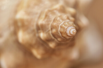 Abstract background, natural texture. Seashell close-up, small depth of field, selective focus.