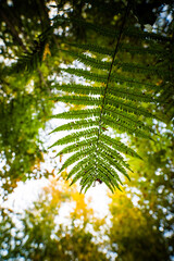 Fern leaves in the forest in autumn