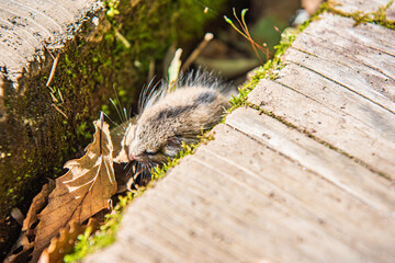 奥日光戦場ヶ原　木道の隙間に隠れるヤマネ