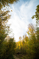 Beautiful autumn forest on a sunny day
