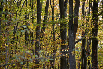 Beautiful autumn forest on a sunny day