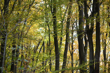 Obraz premium Beautiful autumn deciduous forest in the afternoon