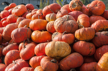 A lot of big, flat, ripe orange pumpkins lying on top of each other in a pile