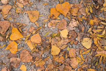 Orange and yellow birch leafs on the ground