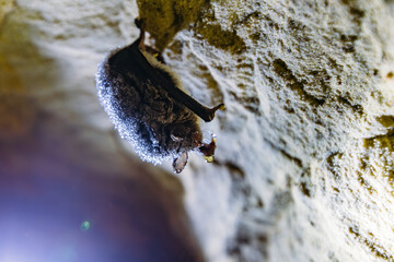 Sleeping hanging bat in cave covered with dew