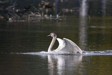 Schwan bei der Verteidigung des Reviers