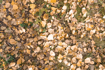 Colorful leafs on grass during autumn