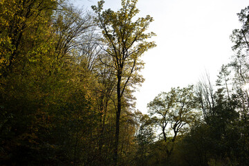 Beautiful autumn forest on a sunny day
