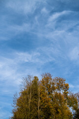 Fototapeta premium Blue sky over the trees in the forest