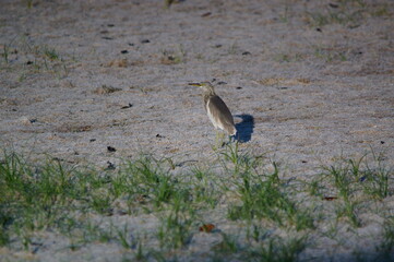 Javan pond heron on a land