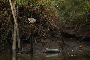 Javan pond heron on a branch