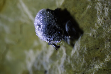 Sleeping hanging bat in cave covered with dew