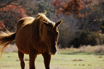 Brown horse in autumn season pasture, copy space on background.