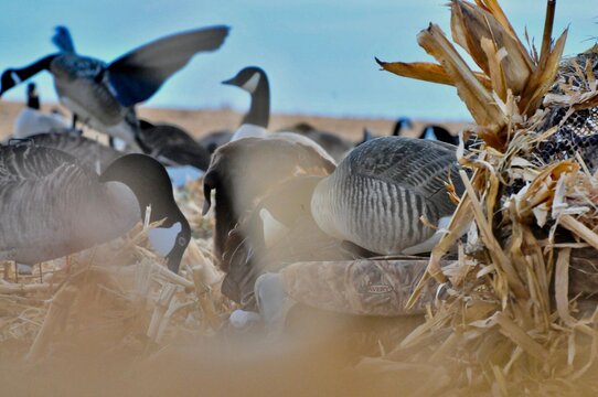 duck decoys