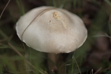 Rosablättriger Egerlingsschirmling