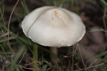 Rosablättriger Egerlingsschirmling