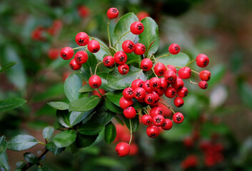 Fototapeta premium Red chokeberry berries
