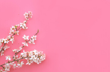 Fototapeta na wymiar Frame of spring flowers on a pink background. Flat spoon, top view. Spring background.
