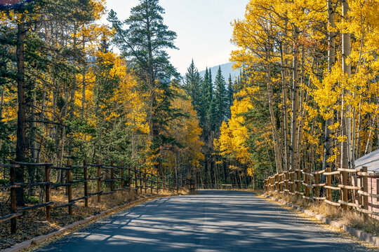 Road in forest with colorful autumn colors