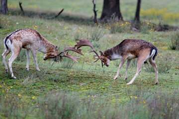 Fallow deer (Dama dama) in rutting season fighting in the forest in the dunes near Amsterdam in the Netherlands.