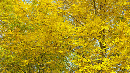 Golden foliage of ash leaves on autumn day