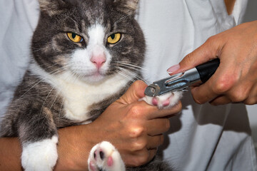 Woman cuts cranky cat claws with clipper, trimmer. Animal Grooming. Pet claw care. Cat is unhappy...