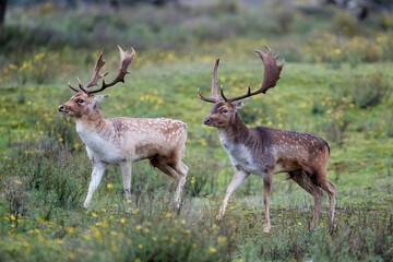 Fallow deer (Dama dama) in rutting season in the forest in the dunes near Amsterdam in the Netherlands.