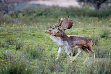 Fallow deer (Dama dama) in rutting season in the forest in the dunes near Amsterdam in the Netherlands.