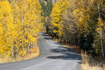 Road in forest with colorful autumn colors