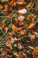 autumn leaves on the ground