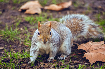 Naklejka na ściany i meble A cute squirrel in London park grass