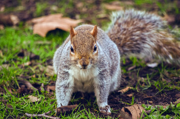 Naklejka na ściany i meble A cute squirrel in London park grass