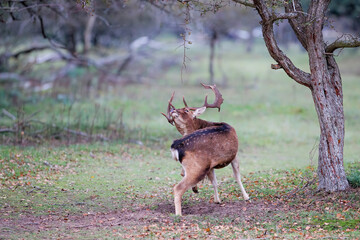 Fallow deer (Dama dama) in rutting season in the forest in the dunes near Amsterdam in the Netherlands.