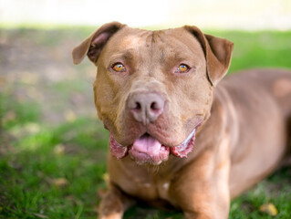 A brown Mastiff mixed breed dog lying down in the grass outdoors