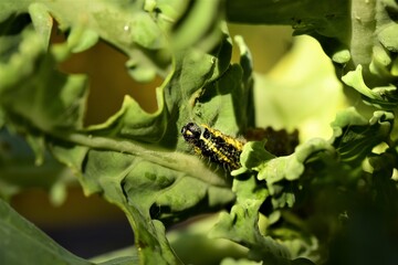 Cabbage caterpillar in the inside of a green cabbage leaf