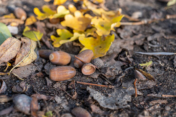 bsome rown acorns and autumn leaves lie on the forest floor